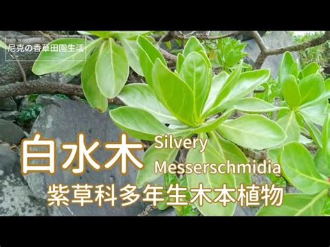 陽台種白水木風水